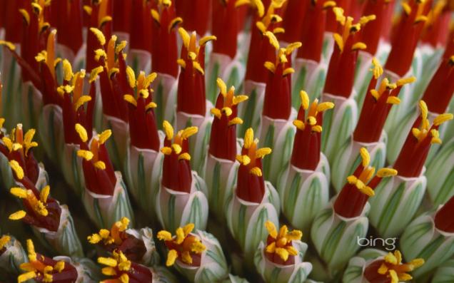 Abstract close-up of flower spike Aloe spicata