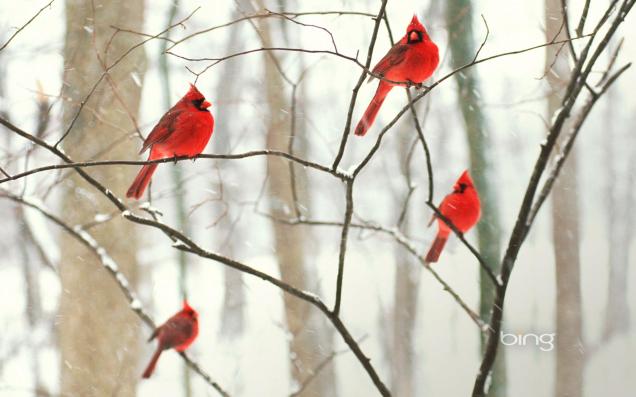 Male northern cardinals in the snow