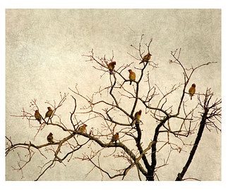 birds on branches